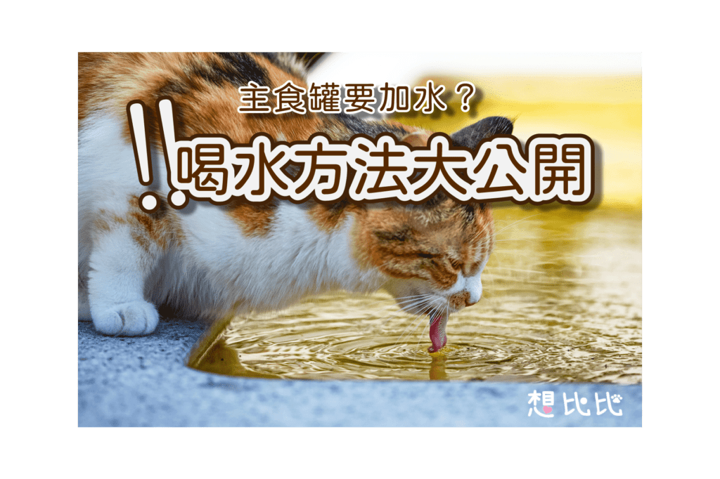 貓主食罐要加水嗎
