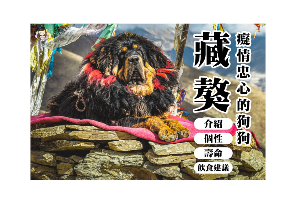 西藏獒犬秘密