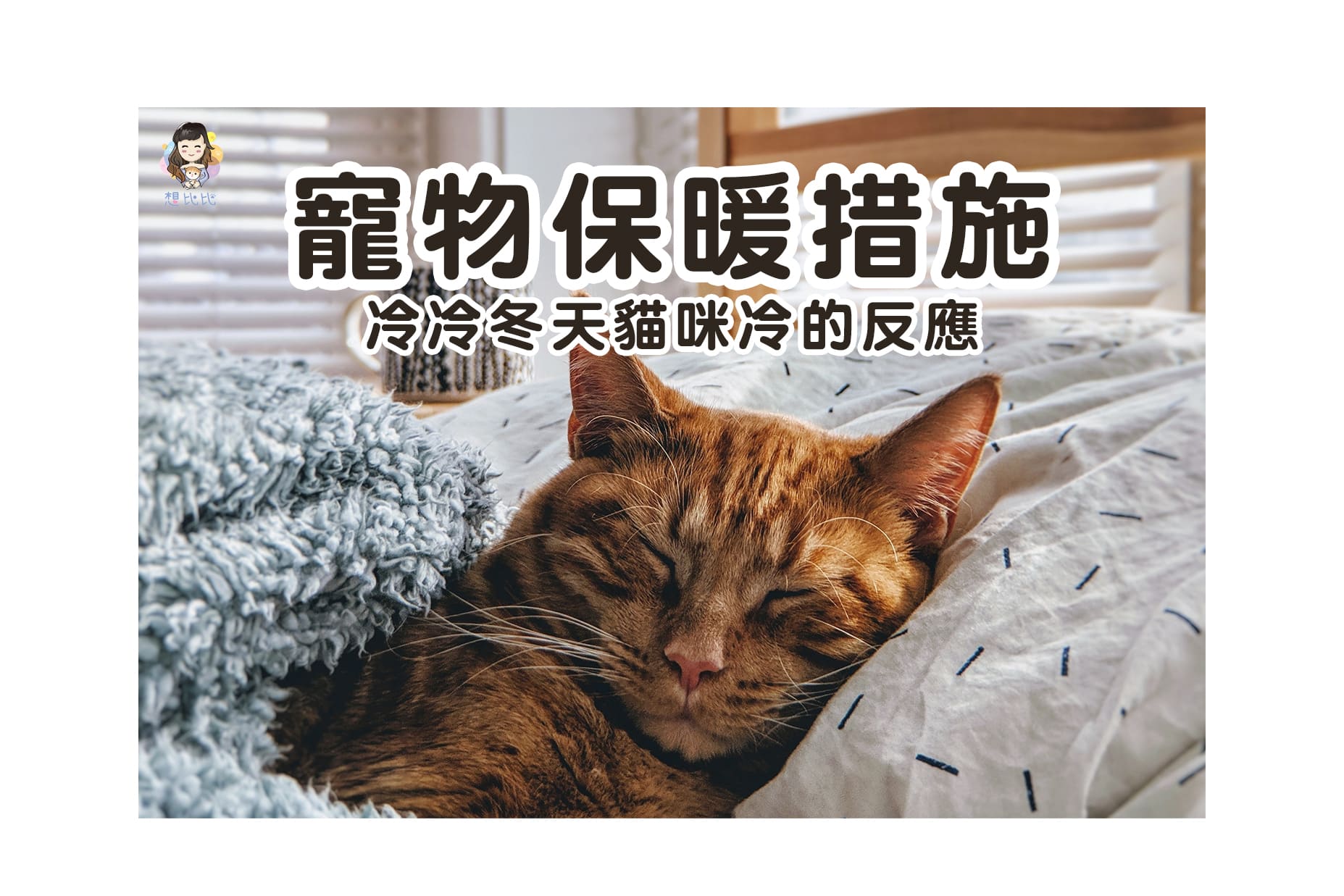 冷冷冬天貓咪冷的反應 寵物保暖措施-首圖
