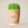 新鮮貓草DIY栽培杯