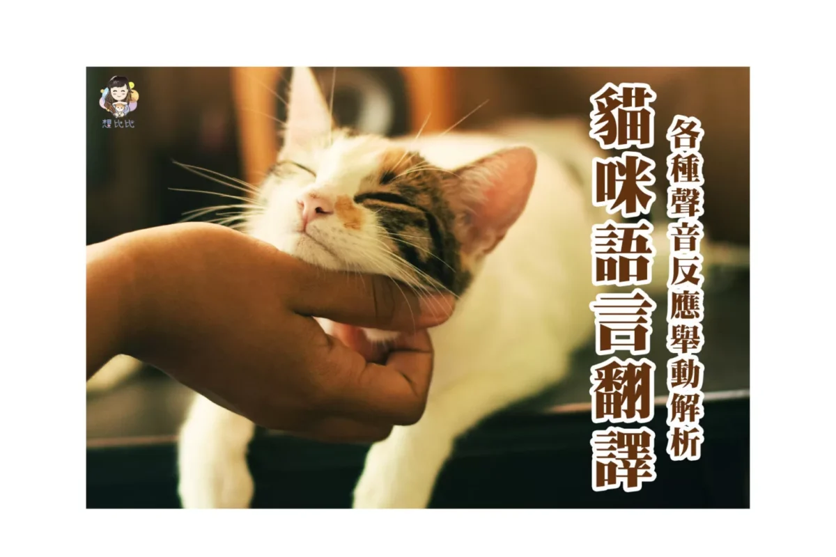 貓咪語言翻譯,各種聲音反映舉動解析
