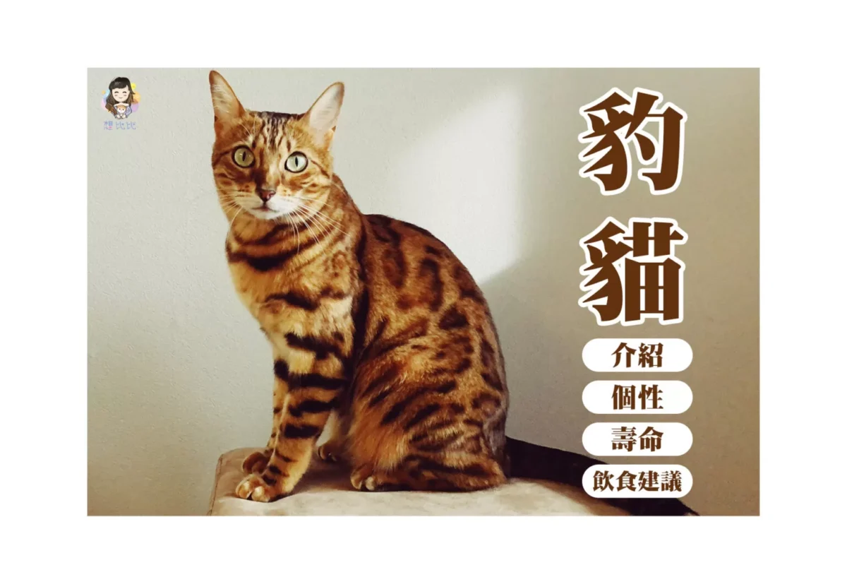 豹貓介紹個性壽命飲食建議