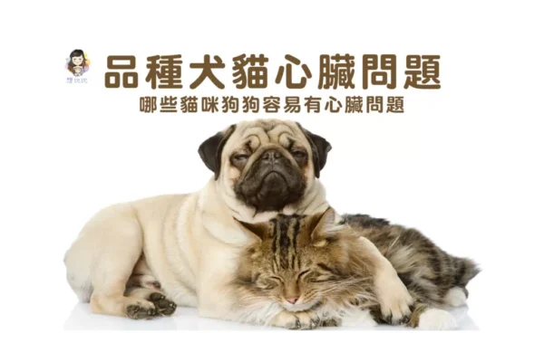 品種貓心臟問題? 哪些貓咪狗狗易有心臟問題?