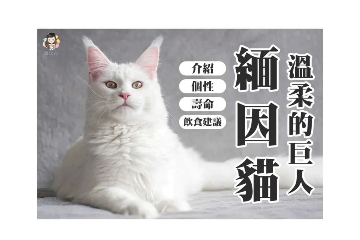 溫柔的巨人緬因貓