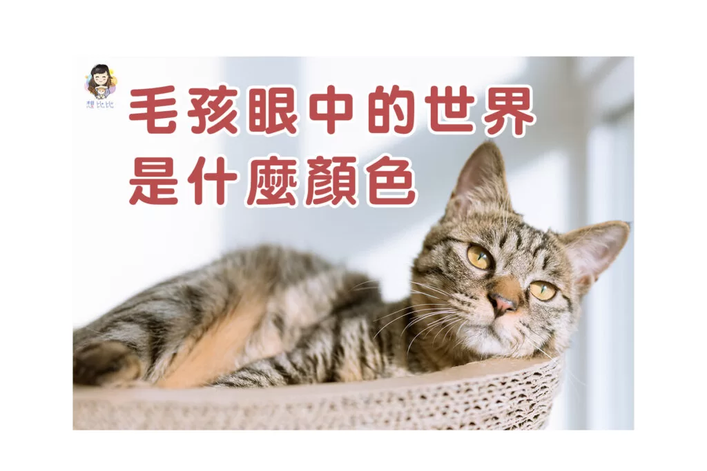 毛孩眼中的世界是什麼顏色