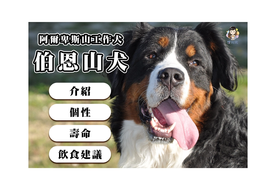 阿爾卑斯山工作犬伯恩山犬