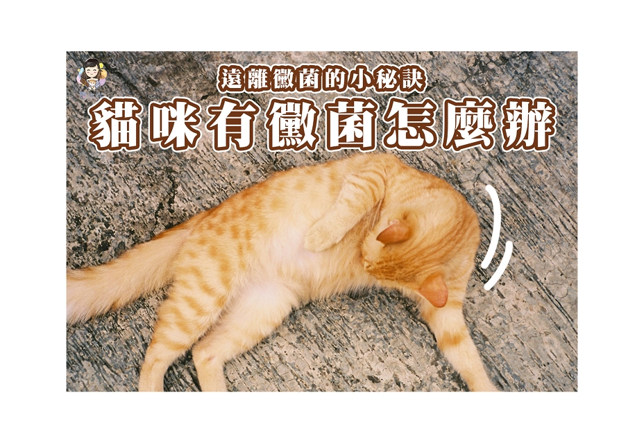 遠離黴菌的小祕訣,貓咪有黴菌怎麼辦
